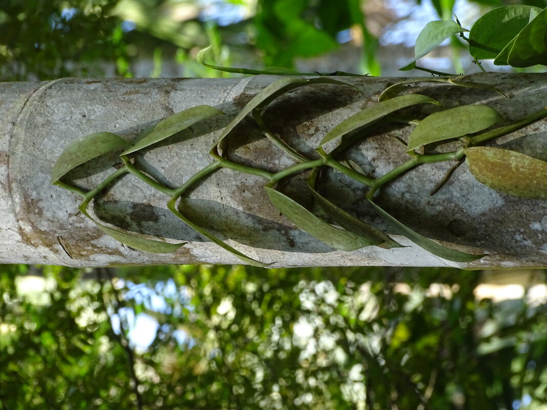 Лиана ванили - Павел Трунцев Лиана ванили - Павел Трунцев