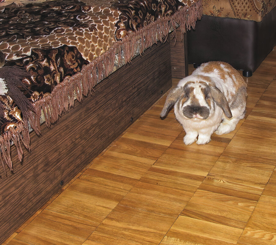 Вислик - самый скромный кролик - Джованни Луче Вислик - самый скромный кролик - Джованни Луче