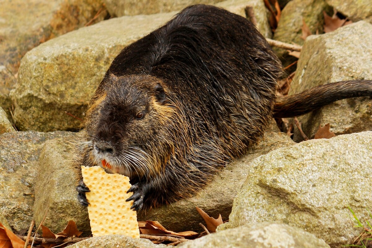 Хрум,хрум - Юрий. Шмаков Хрум,хрум - Юрий. Шмаков