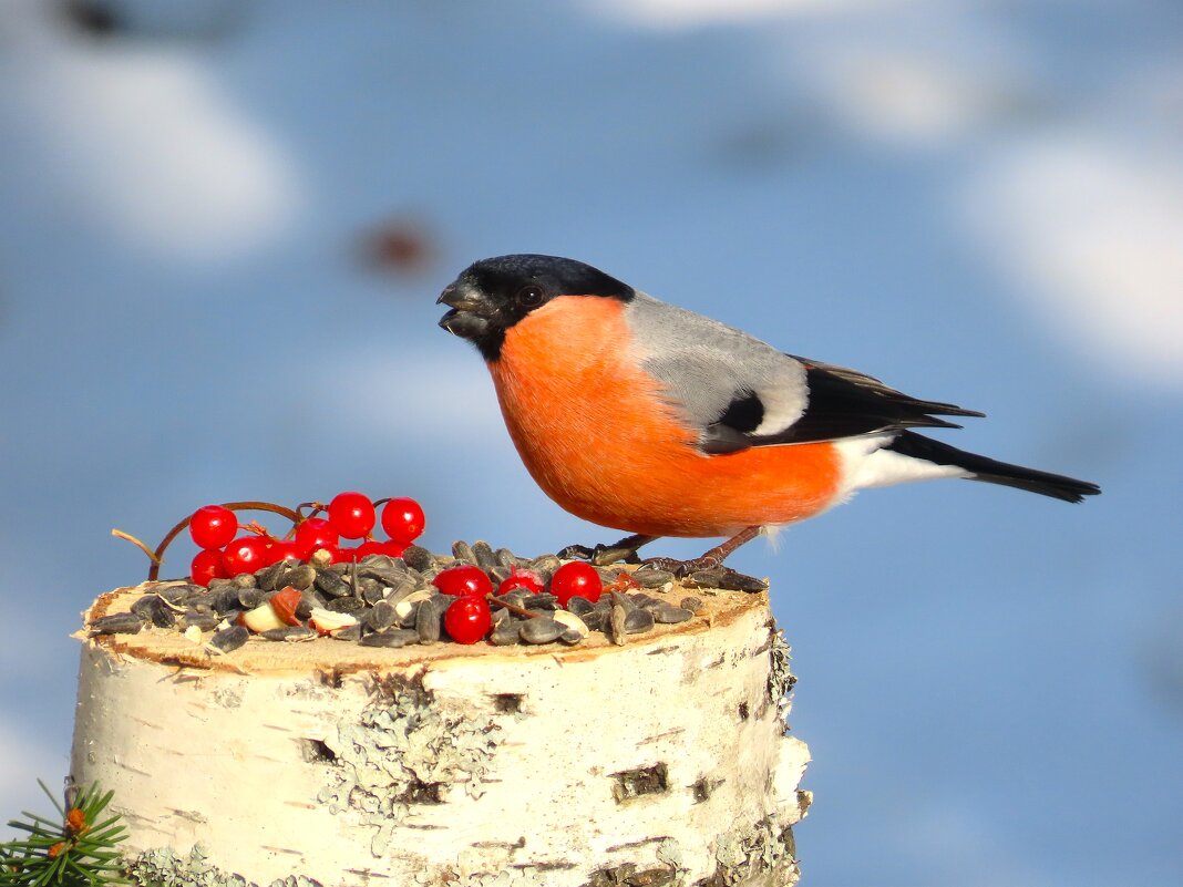 Красавчик прилетел. - Ольга Митрофанова