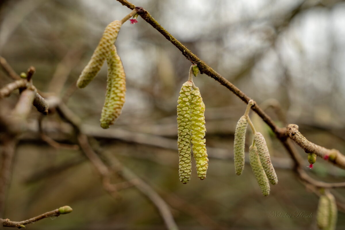 Пробуждение... - Николай Гирш Пробуждение... - Николай Гирш