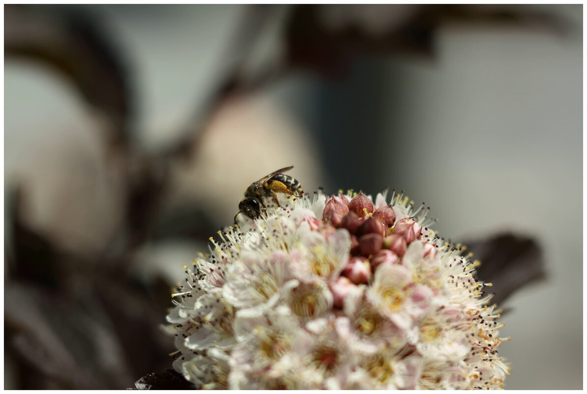 пчела на пузыреплоднике - Александр Кольцов пчела на пузыреплоднике - Александр Кольцов
