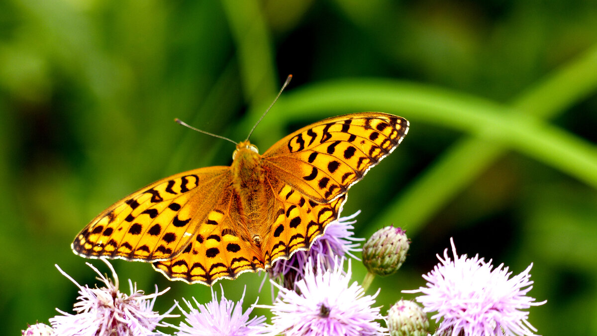 опять про бабочек 393 - Александр Прокудин