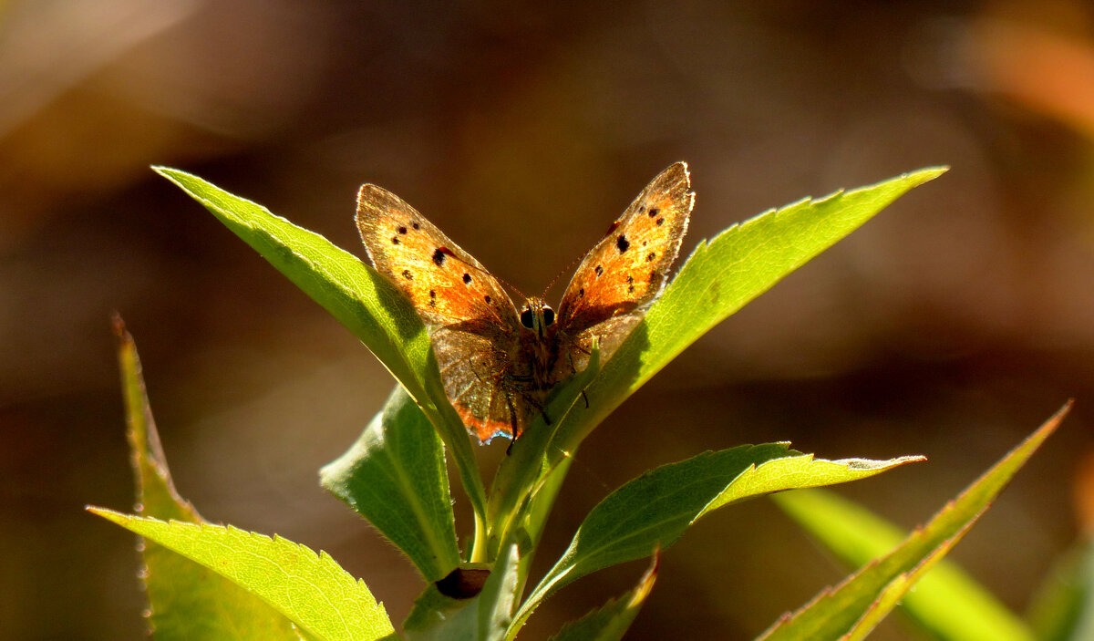 опять про бабочек 396 - Александр Прокудин опять про бабочек 396 - Александр Прокудин