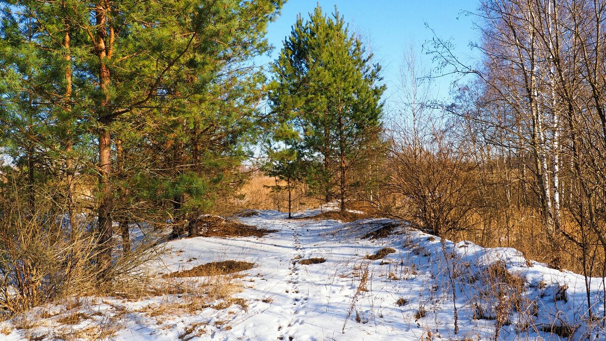 За четыре дня до окончания зимы (репортаж из поездок по области). - Милешкин Владимир Алексеевич За четыре дня до окончания зимы (репортаж из поездок по области). - Милешкин Владимир Алексеевич
