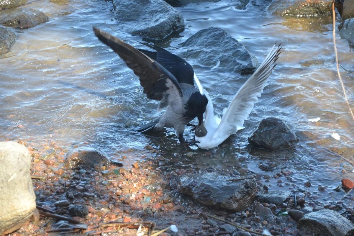 "Молилась ли ты на ночь, Дездемона?" - Надежда 