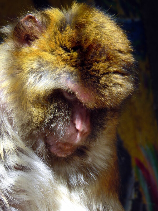 Злюка. - nadyasilyuk Вознюк Злюка. - nadyasilyuk Вознюк