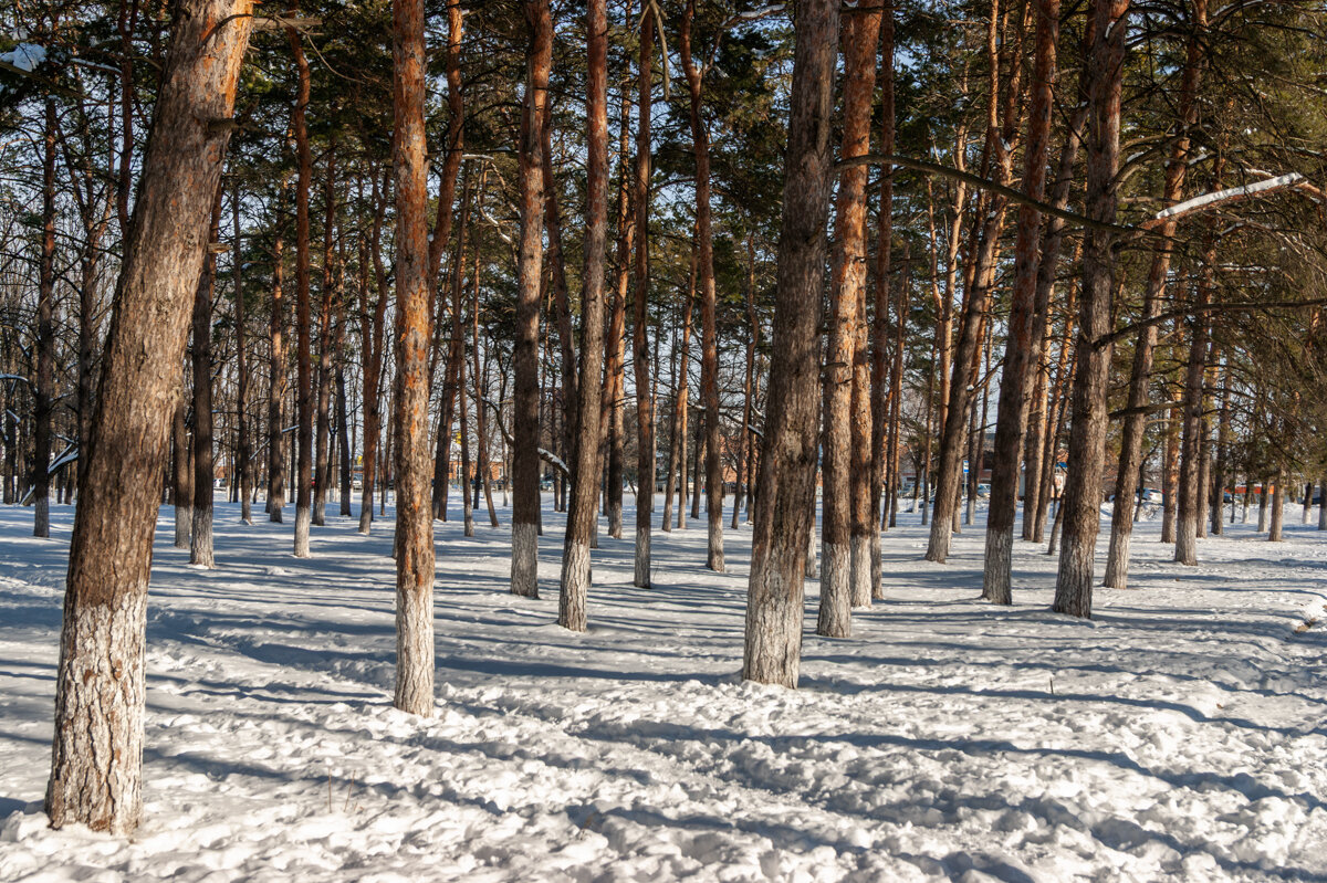 Давно у нас такой зимы не было - Игорь Сикорский Давно у нас такой зимы не было - Игорь Сикорский