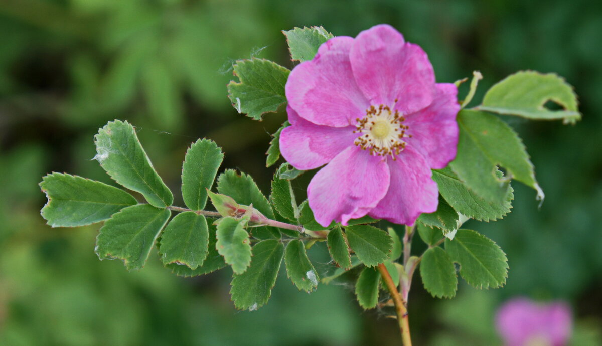 Цветет шиповник. - сергей ермошкин