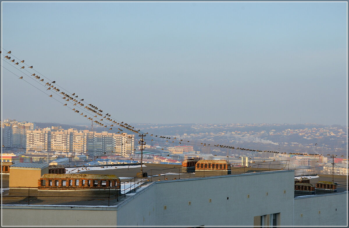 Стайка перед моим балконом - Сеня Белгородский Стайка перед моим балконом - Сеня Белгородский