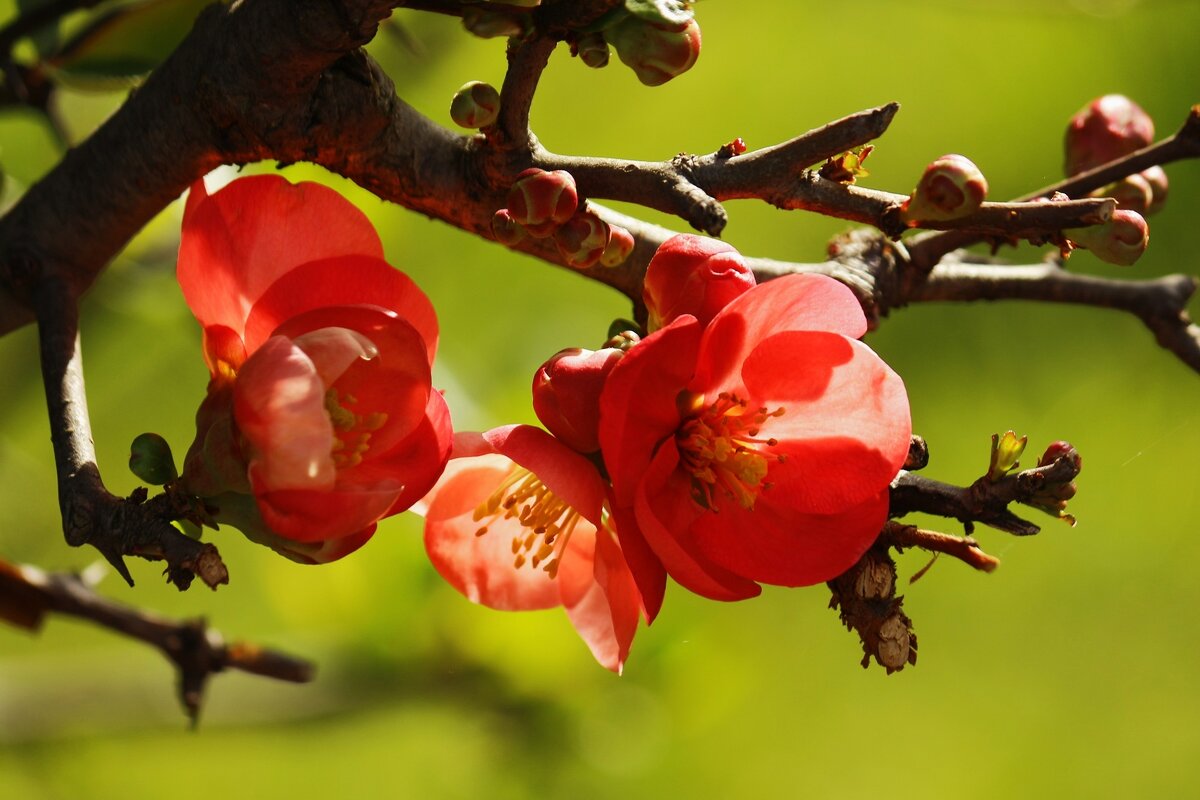 Весна идёт - Юрий. Шмаков