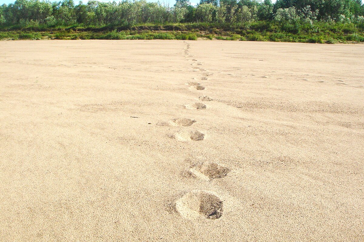 Где же ты? И чьи этоследы?! - Olga Oskolkova Где же ты? И чьи этоследы?! - Olga Oskolkova