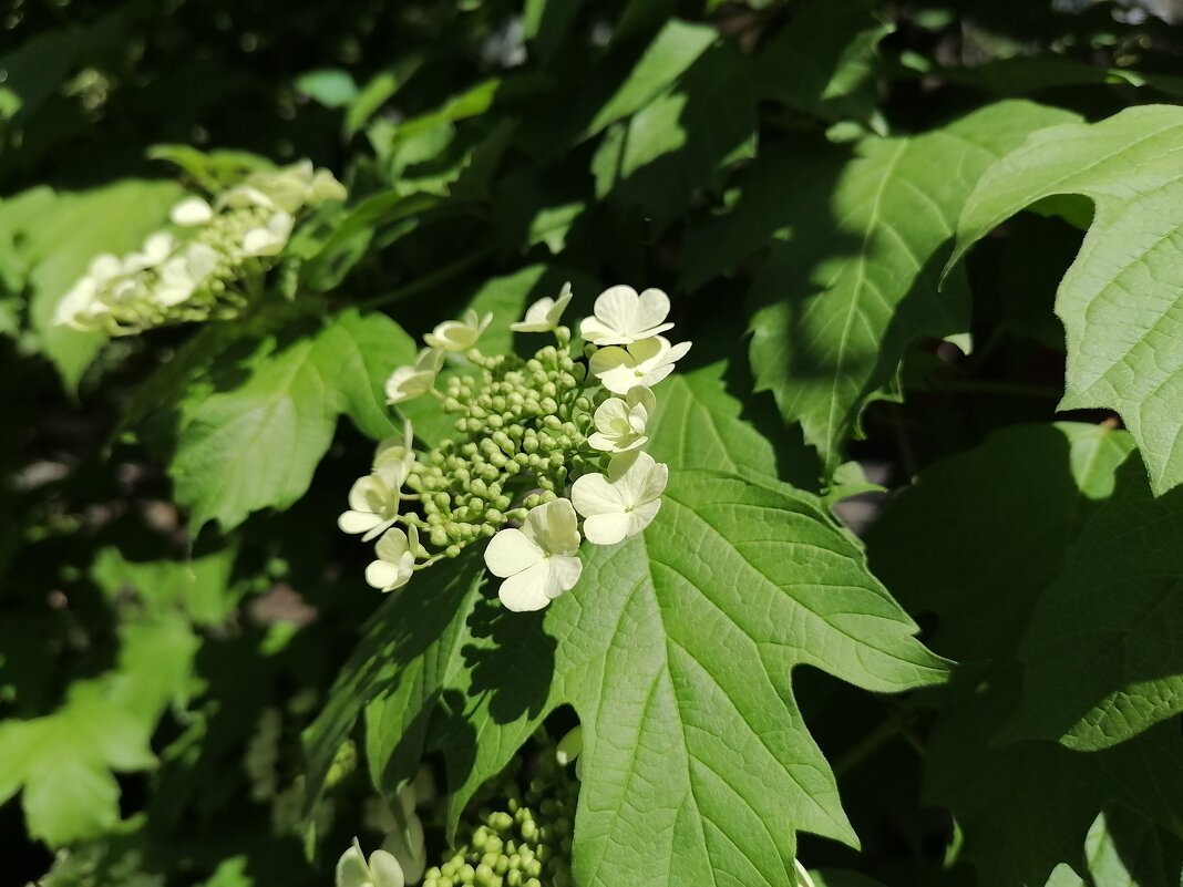 ,,, - Сергей Тимоновский