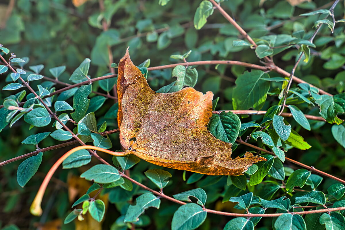 Осень - Sergey Grim Осень - Sergey Grim