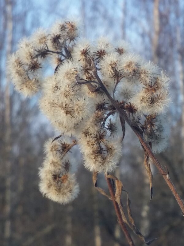 ... - Наталия Кольцова