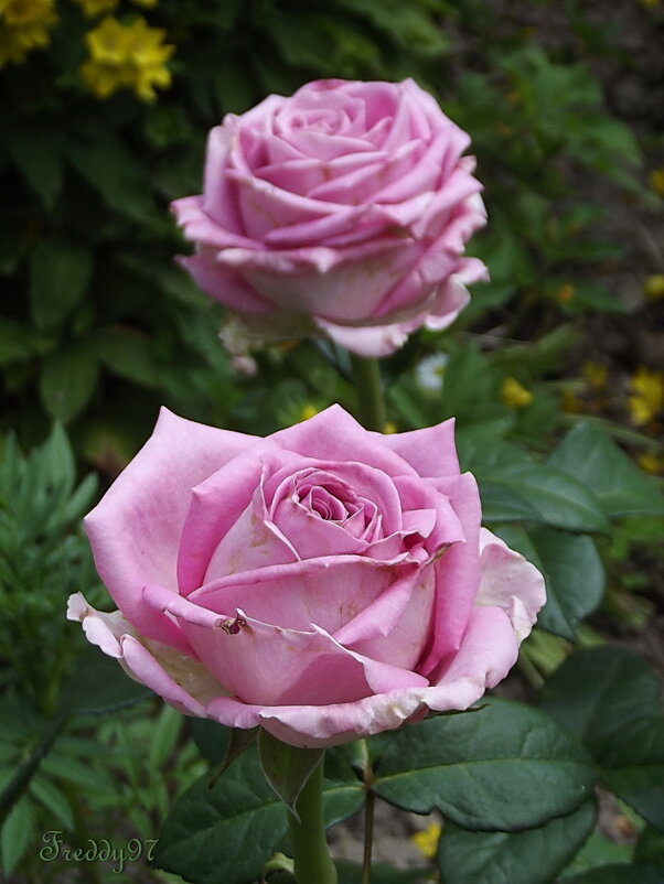 Розы - Freddy 97 Розы - Freddy 97