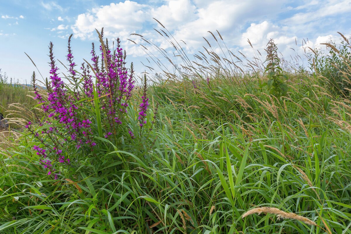 Летнее утро на берегу реки Миасс. - Алексей Трухин