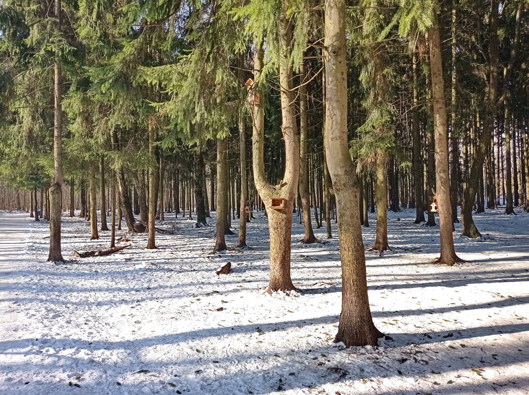 Весна сввета - Александр Чеботарь Весна сввета - Александр Чеботарь
