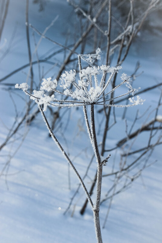 Изящная ... Зимняя - Евгения Каравашкина