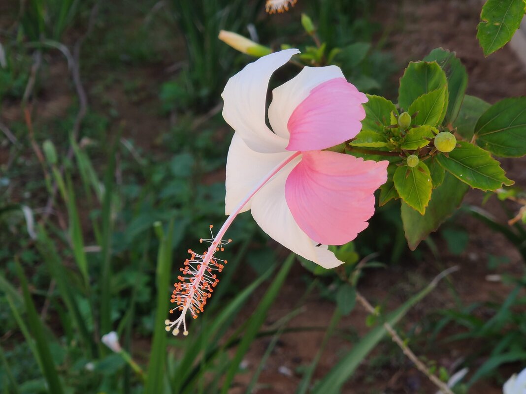 Двухцветный гибискус! - Светлана Хращевская Двухцветный гибискус! - Светлана Хращевская