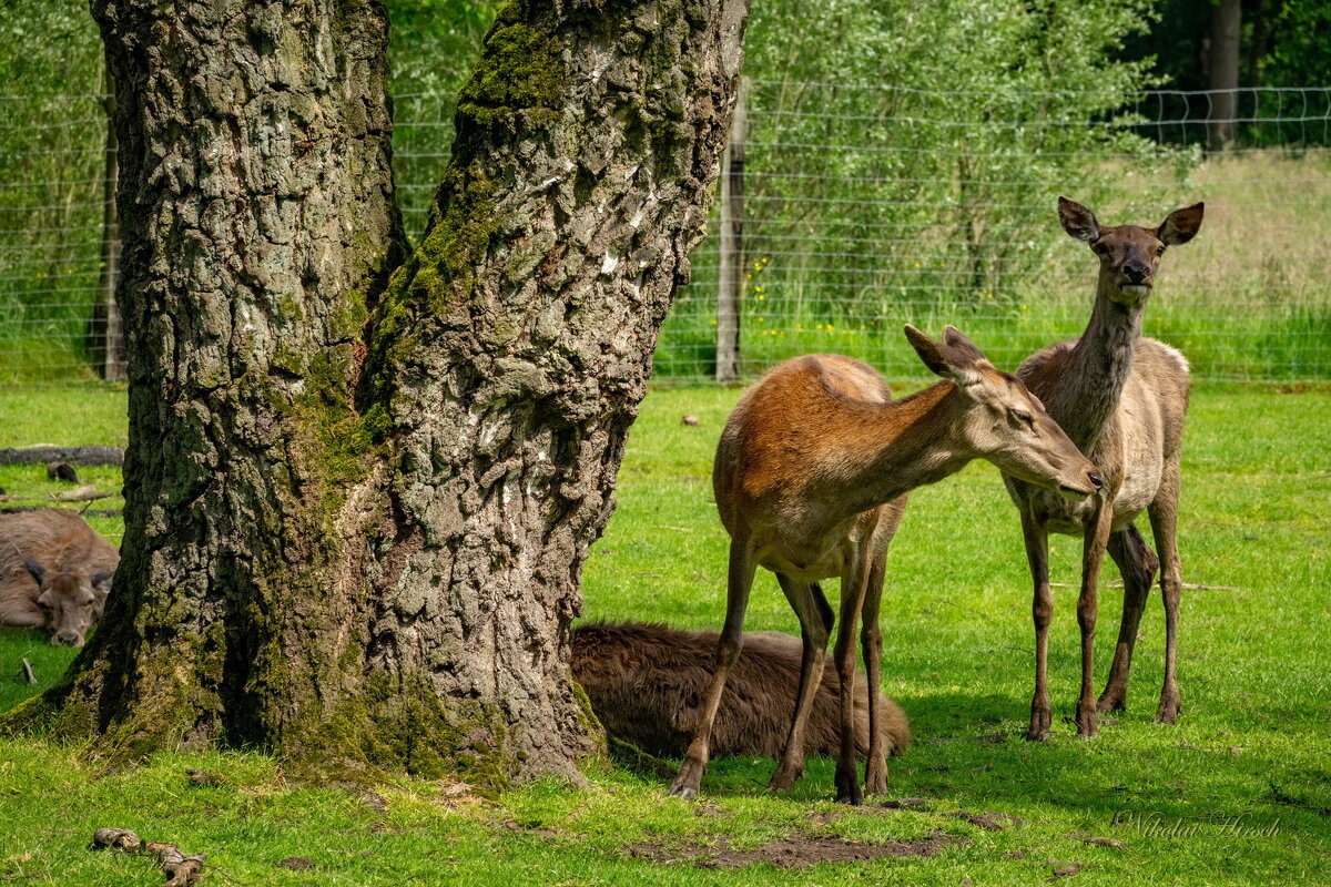 Две косули у берёзки... - Николай Гирш