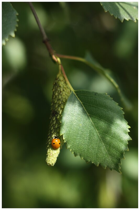 божья коровка на берёзовой серёжке - Александр Кольцов божья коровка на берёзовой серёжке - Александр Кольцов