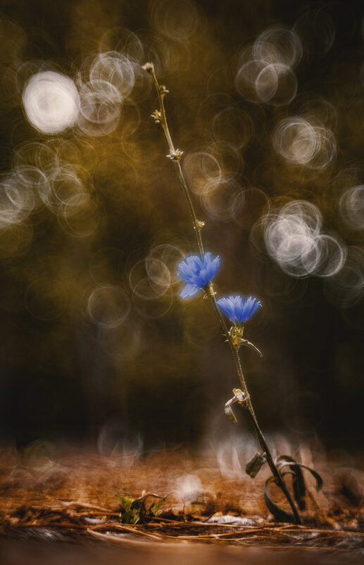 Пикториальная осень. - Анатолий Щербак