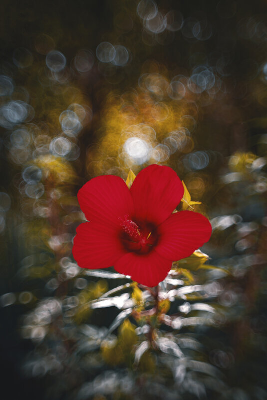 Гибискус. - Анатолий Щербак