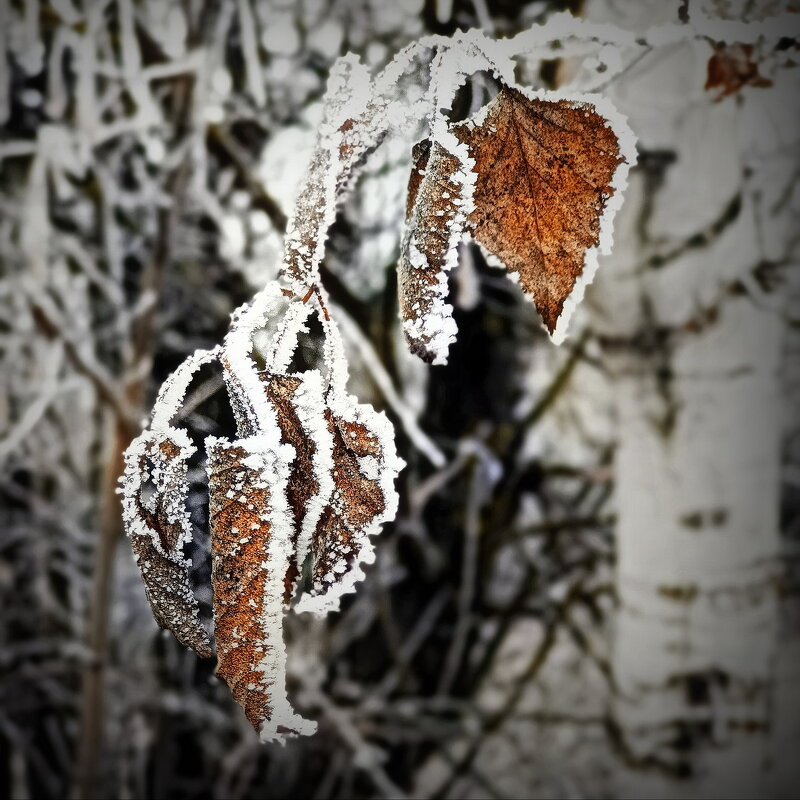 Веточка берёзы... - Владимир Шошин Веточка берёзы... - Владимир Шошин