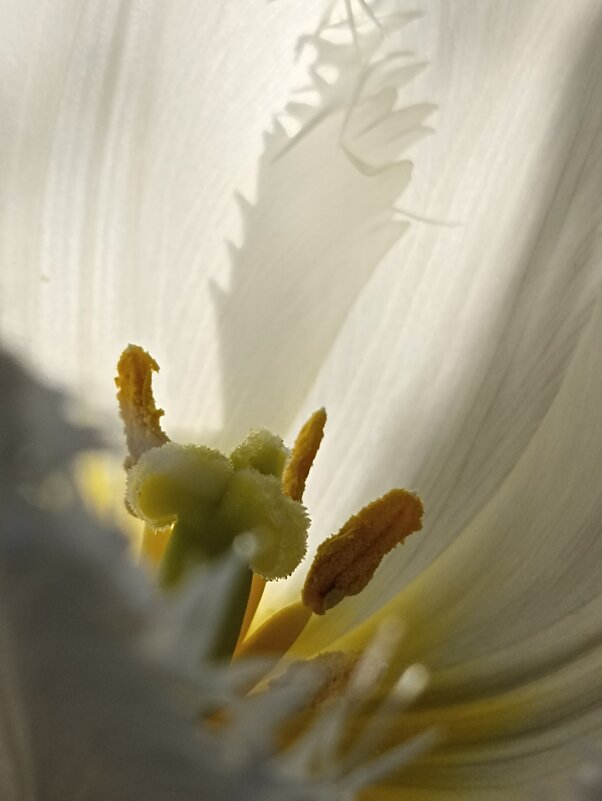 В сердечке - Pippa В сердечке - Pippa