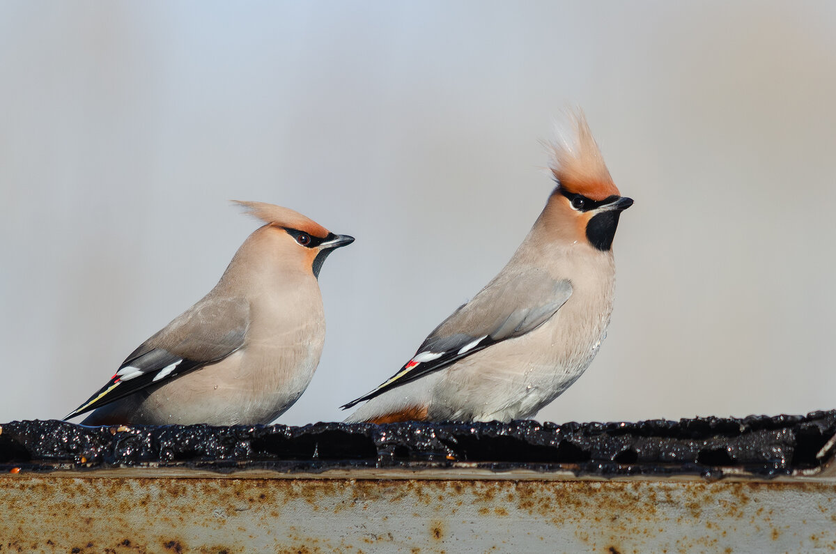 Свиристели. - Виктор Иванович Чернюк Свиристели. - Виктор Иванович Чернюк