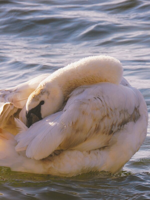 Лебедь в море - Tanya Nikorovskaya