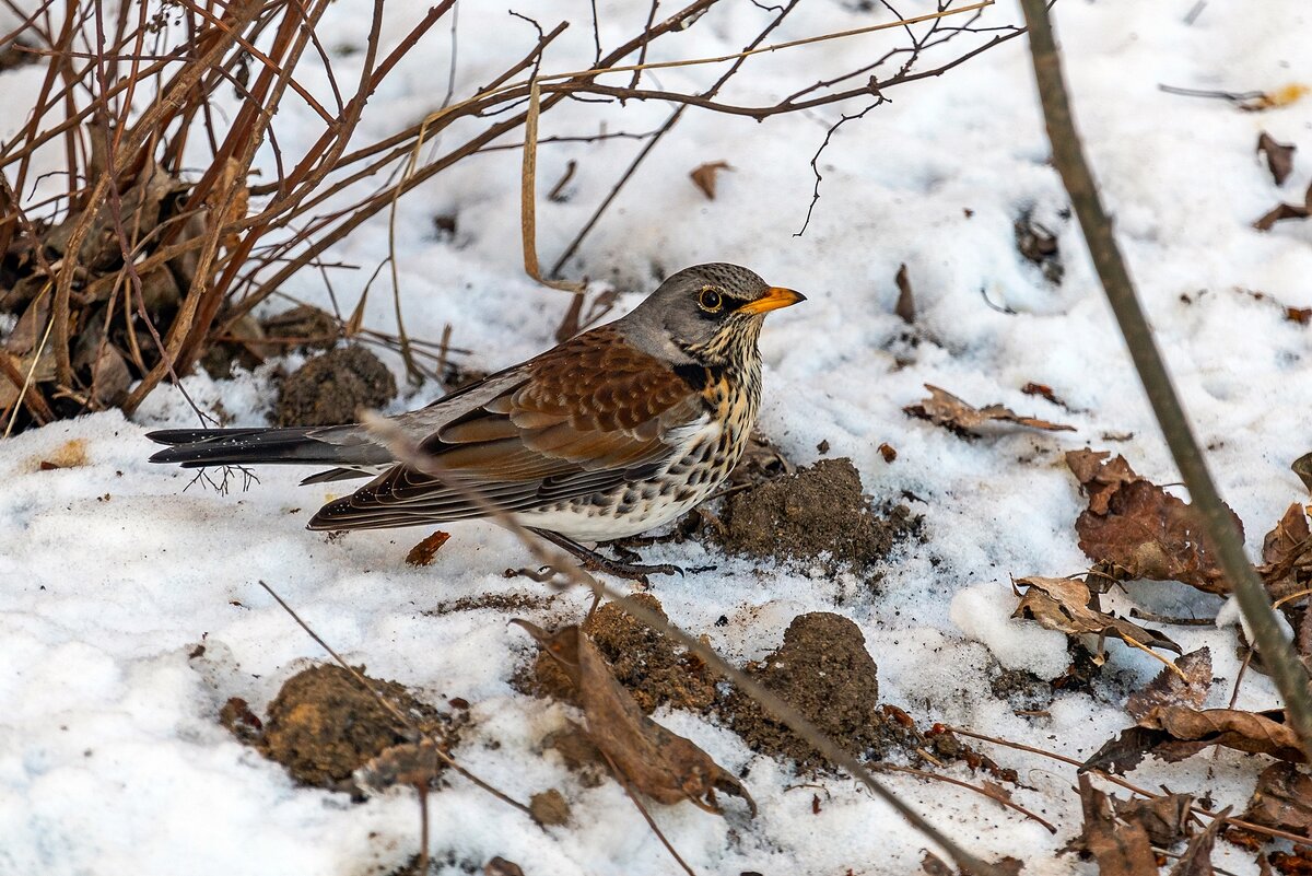 На подножном корме - Валерий Иванович