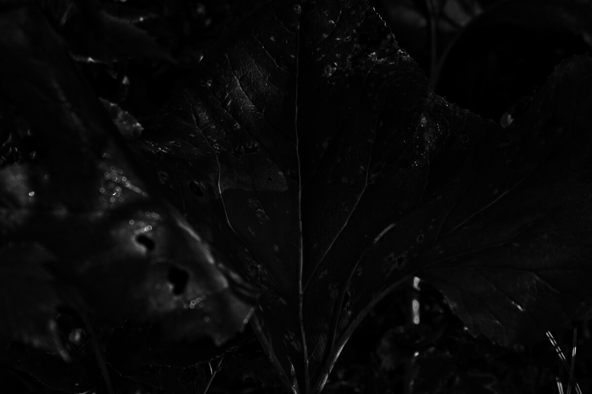 Название отсутствует - Денис Безногов Название отсутствует - Денис Безногов