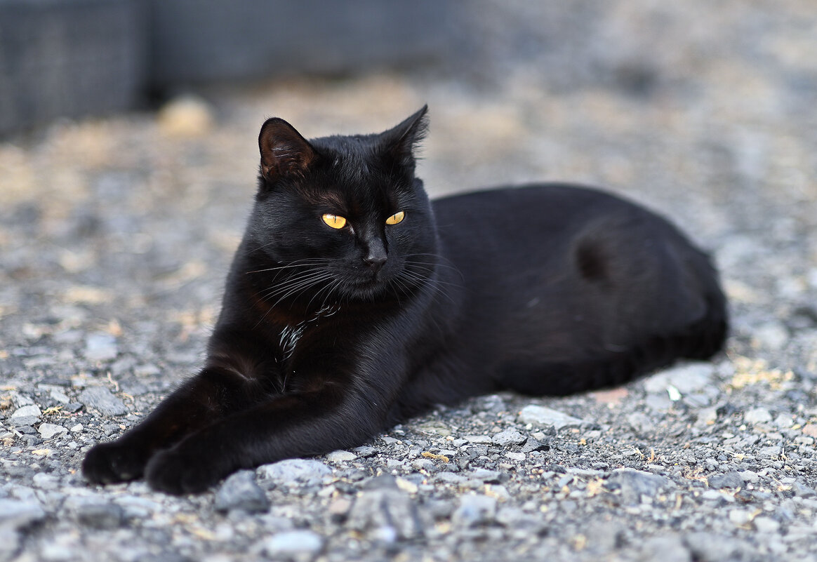 Уголёк отдыхает ... - Евгений Хвальчев Уголёк отдыхает ... - Евгений Хвальчев