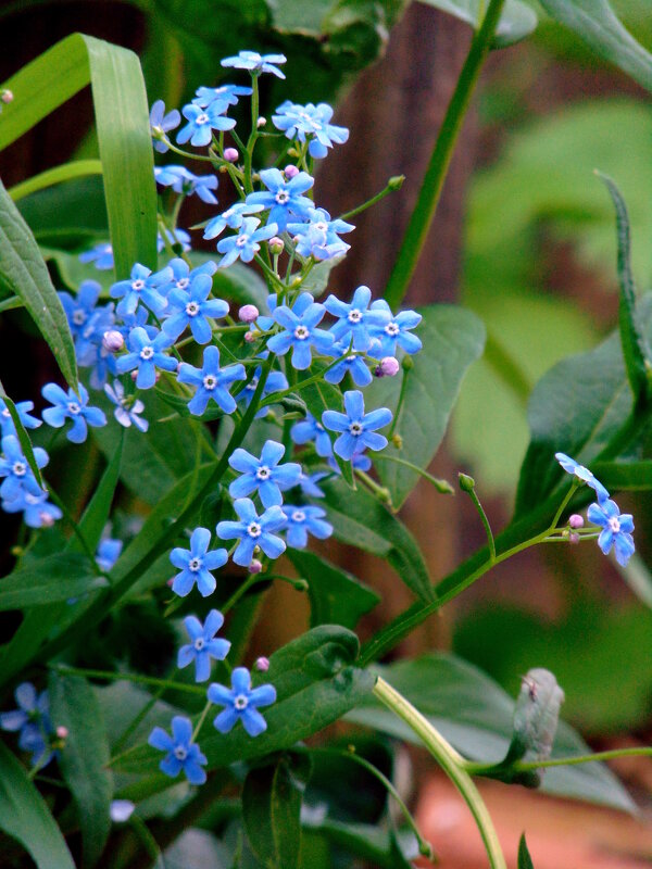 Бруннера. - nadyasilyuk Вознюк Бруннера. - nadyasilyuk Вознюк