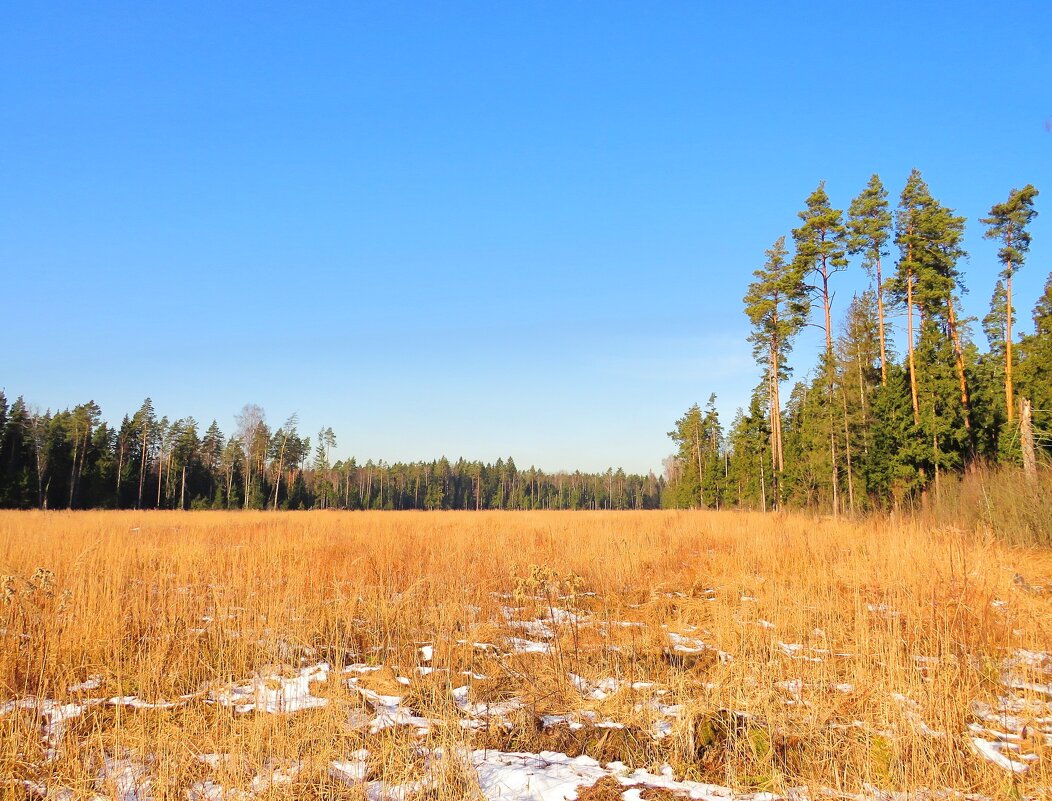 Вырубка у леса - Андрей Снегерёв