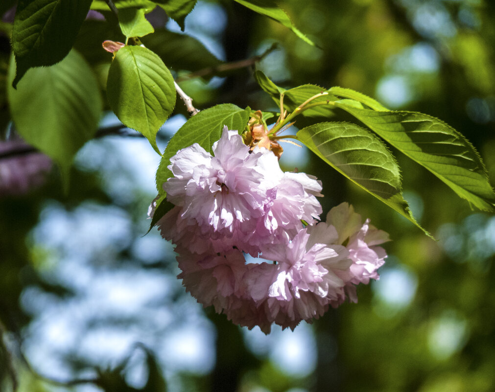 Сакура - Валентин Семчишин Сакура - Валентин Семчишин