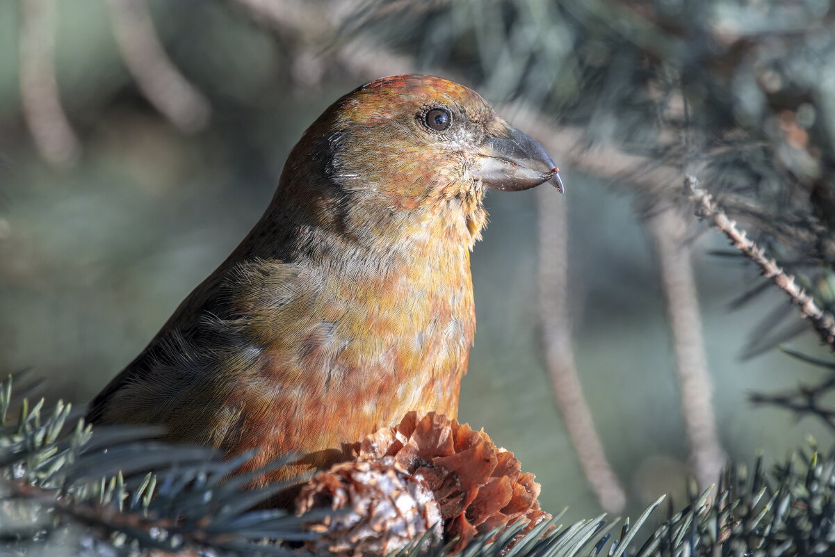 клест еловик - юрий макаров
