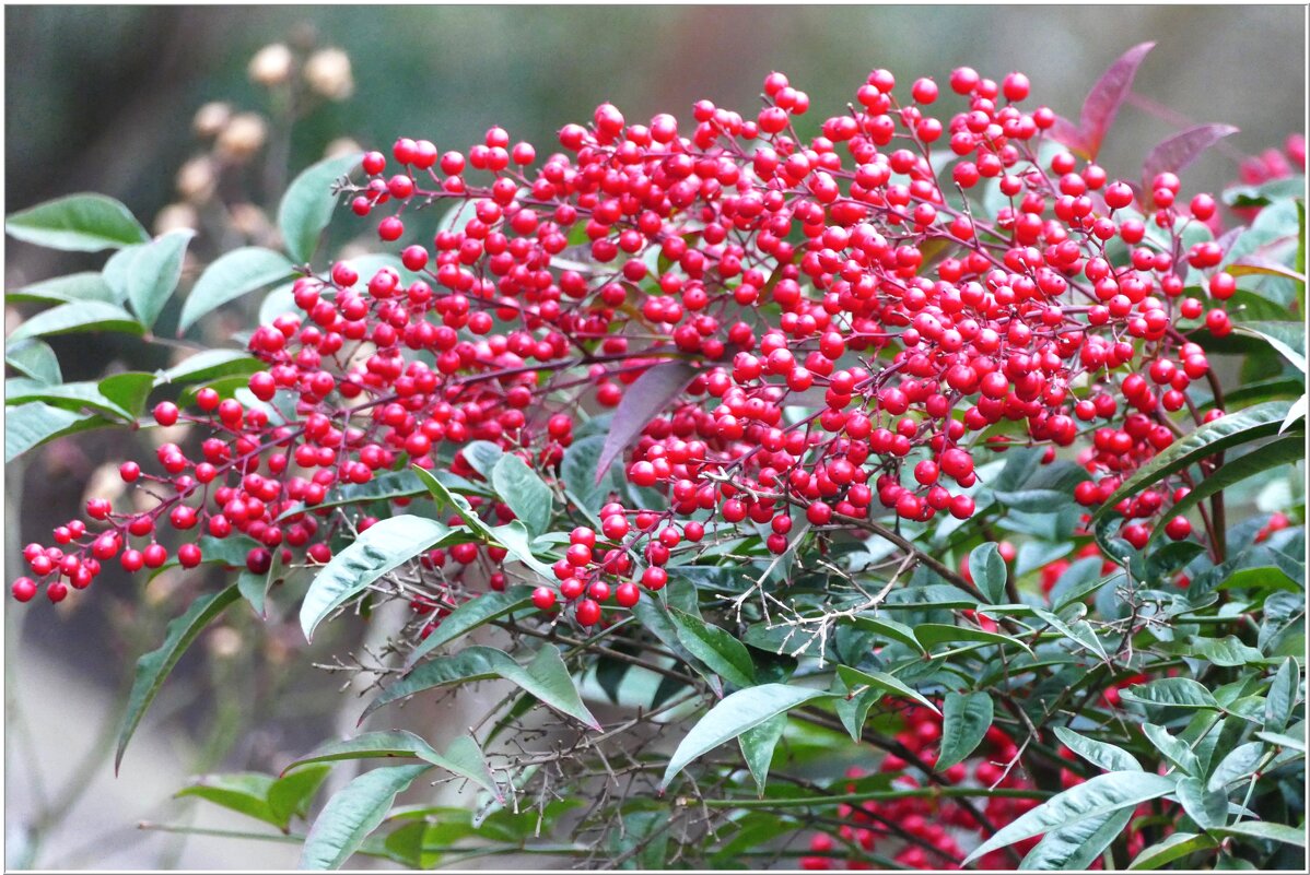 ДАР....ЩЕДРОСТЬ... - Elvira E. ДАР....ЩЕДРОСТЬ... - Elvira E.