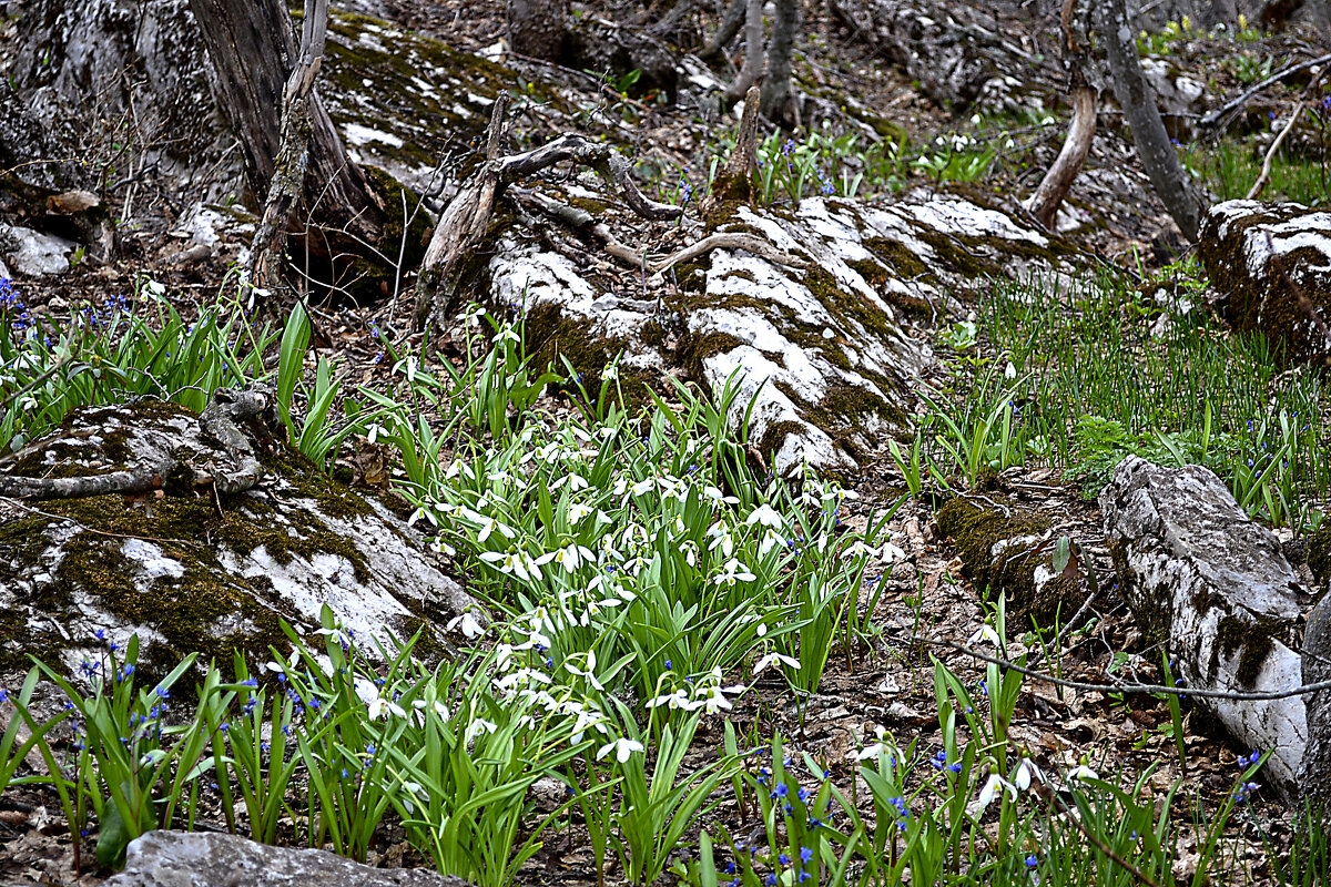 подснежники на Ай-Петри - Ольга подснежники на Ай-Петри - Ольга