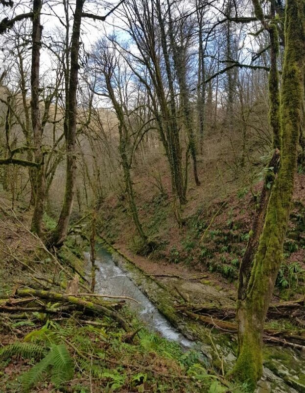 ОРЕХОВКА. СОЧИ - Tata Wolf