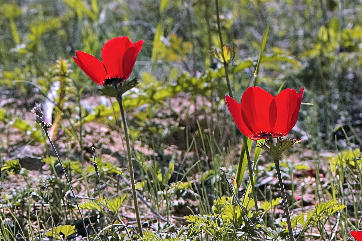 Весна - Sergey Grim Весна - Sergey Grim