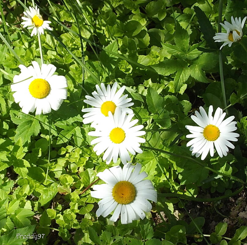 Ромашки - Freddy 97