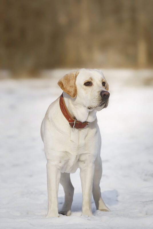 Алькор - Alex Bush