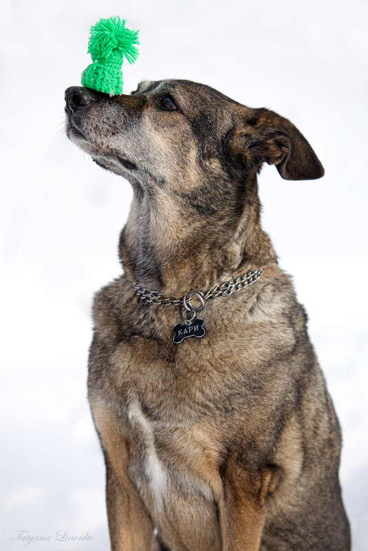 - - - - Татьяна Линенко