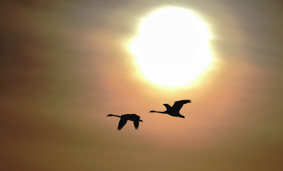 К солнцу... - владимир 