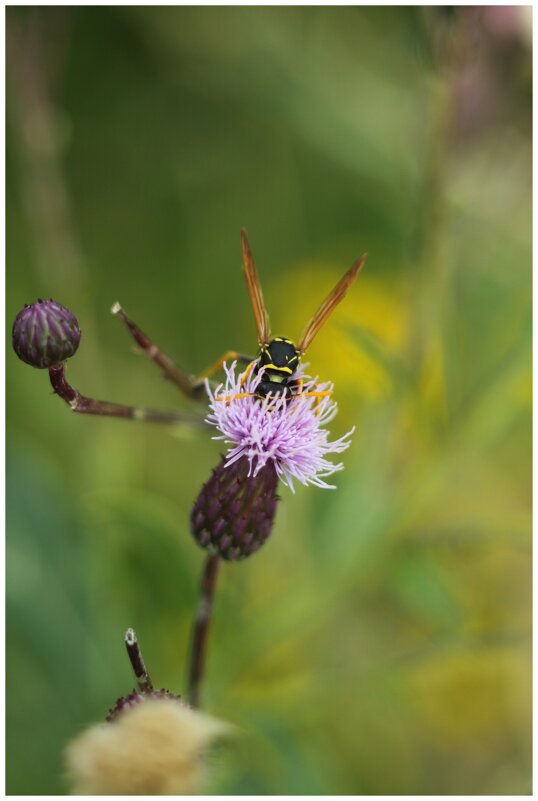 оса в поисках еды - Александр Кольцов оса в поисках еды - Александр Кольцов