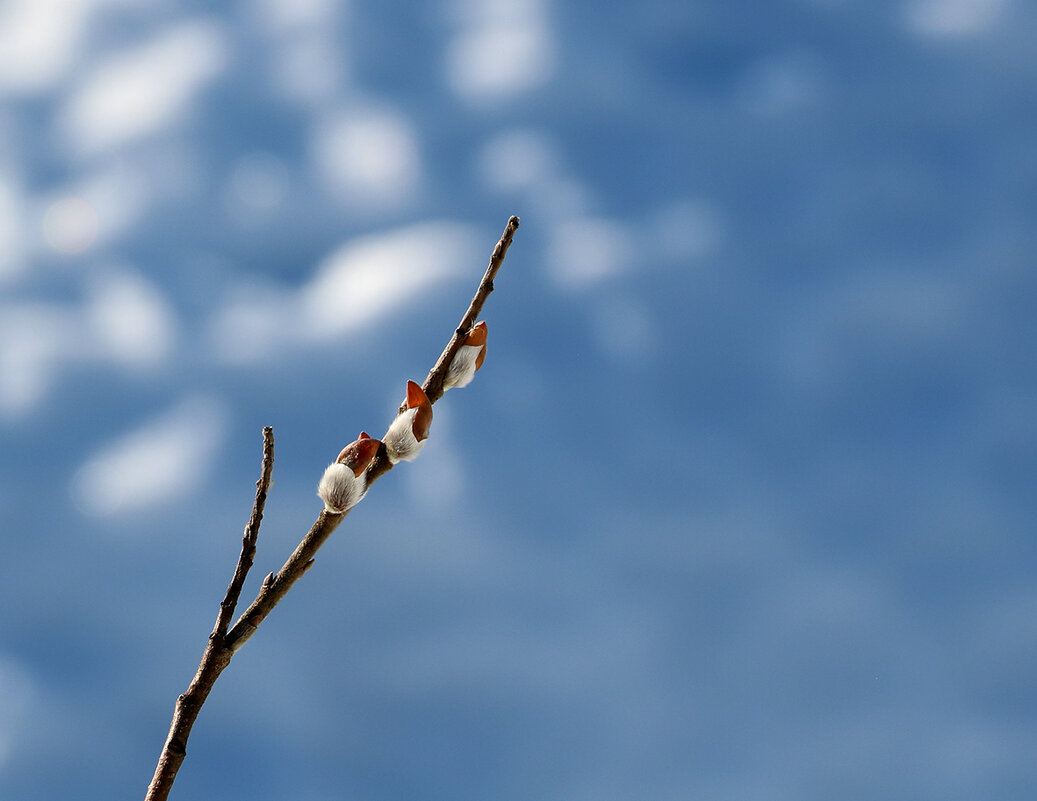 С последним днём зимы! - Светлана С последним днём зимы! - Светлана