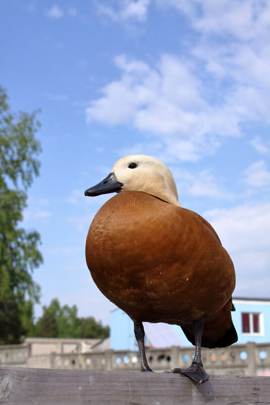 дружелюбный огарь - Александр Кольцов дружелюбный огарь - Александр Кольцов